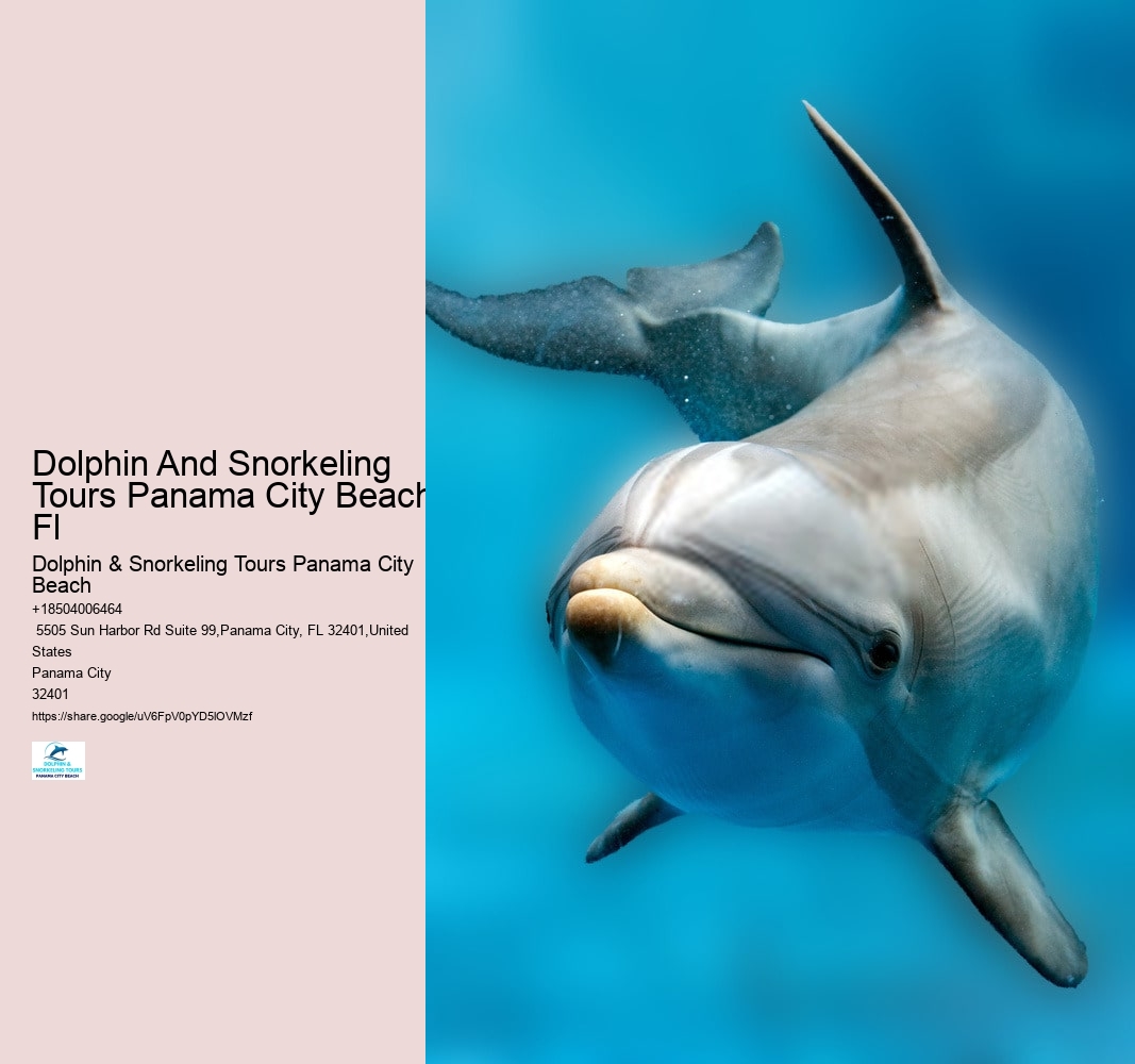 Dolphin And Snorkeling Tours Panama City Beach Fl
