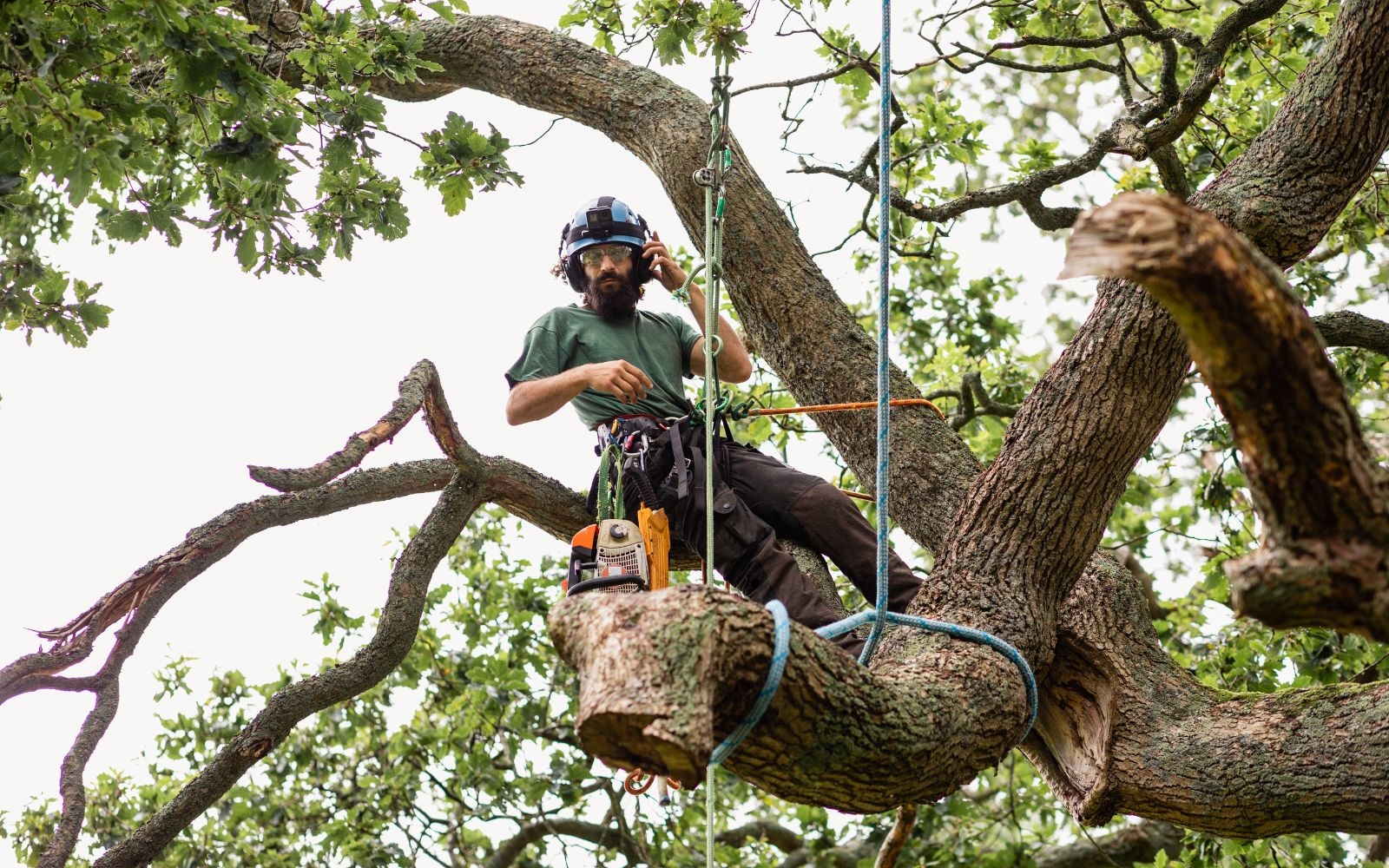 Can pruning guide or control the direction of tree growth
