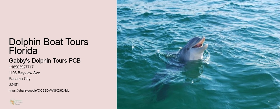 Dolphin Boat Tours Florida