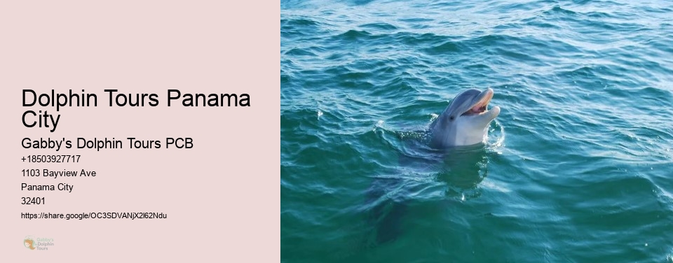 Dolphin Tours Panama City