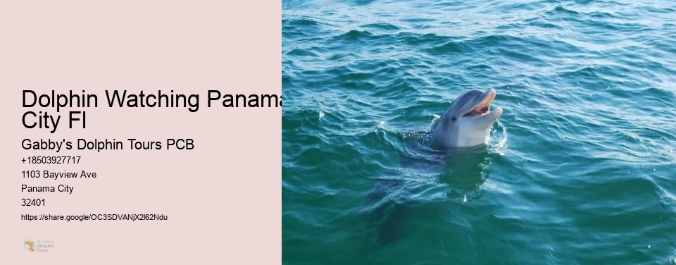 Dolphin Watching Panama City Fl