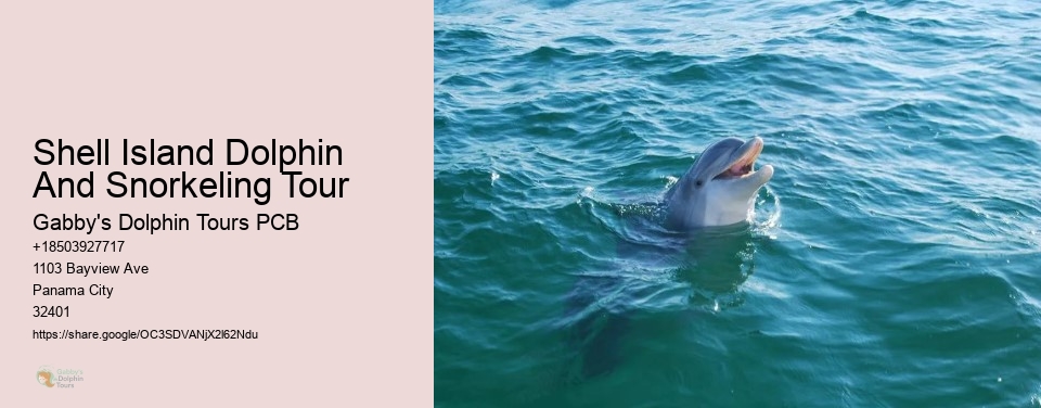 Shell Island Dolphin And Snorkeling Tour