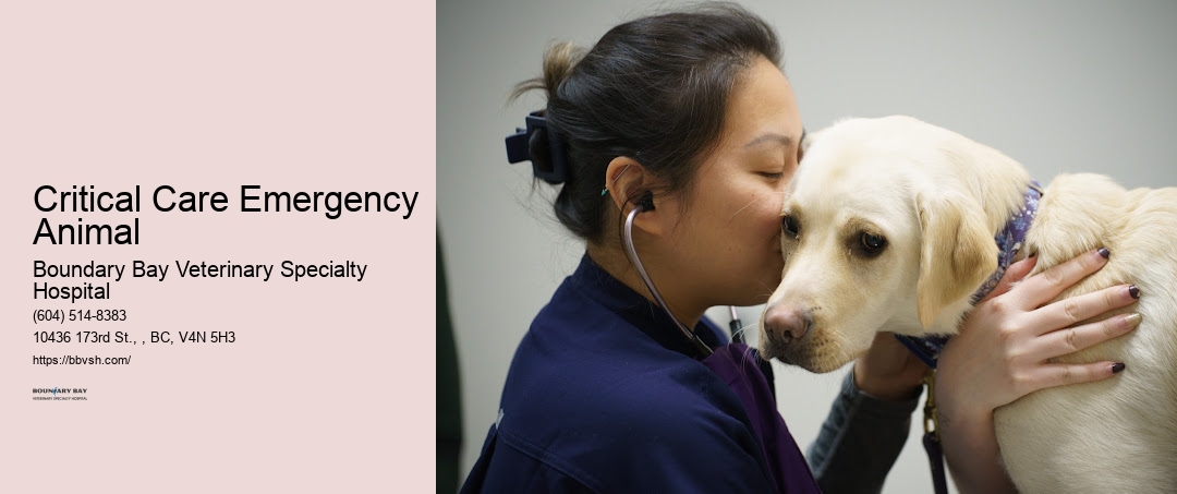 Critical Care Emergency Animal Surrey