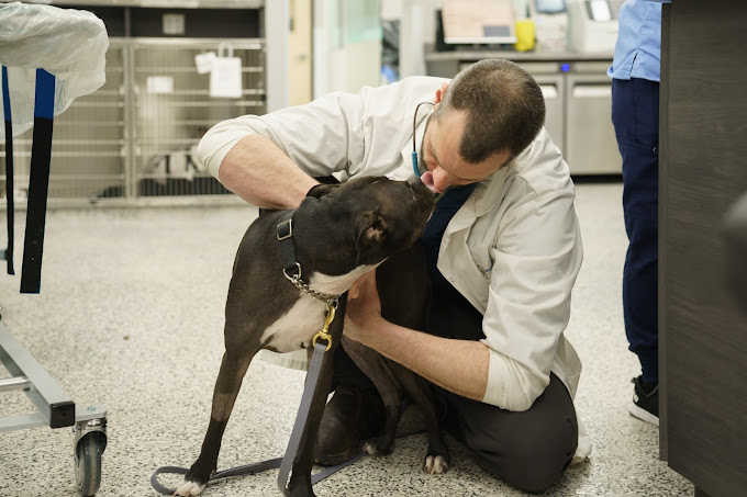 After-Hours Animal Hospital Emergency Vet Services in Surrey