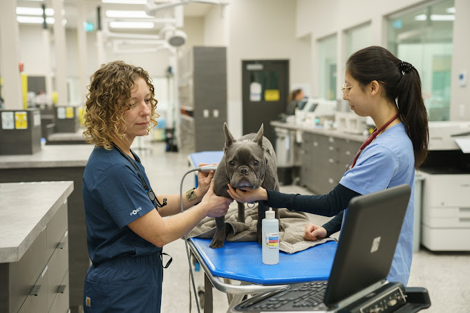 24-Hour Animal Hospital Surrey Urgent Veterinary Care