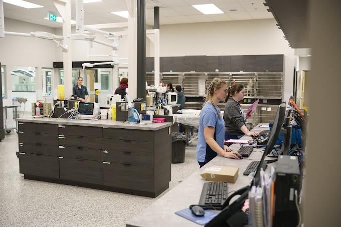 Emergency Vet Services in Surrey Pet Emergency Clinic
