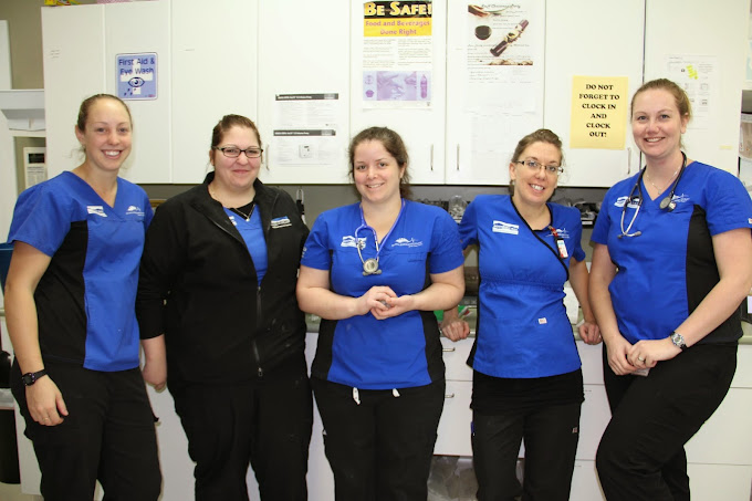 Emergency Vet Services in Surrey Emergency Vet Clinic