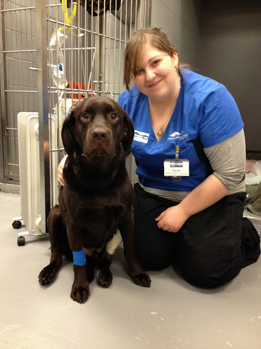24-Hour Animal Hospital Surrey Emergency Pet Hospital