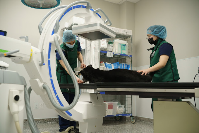 Emergency Veterinary Services Emergency Vet Services in Surrey