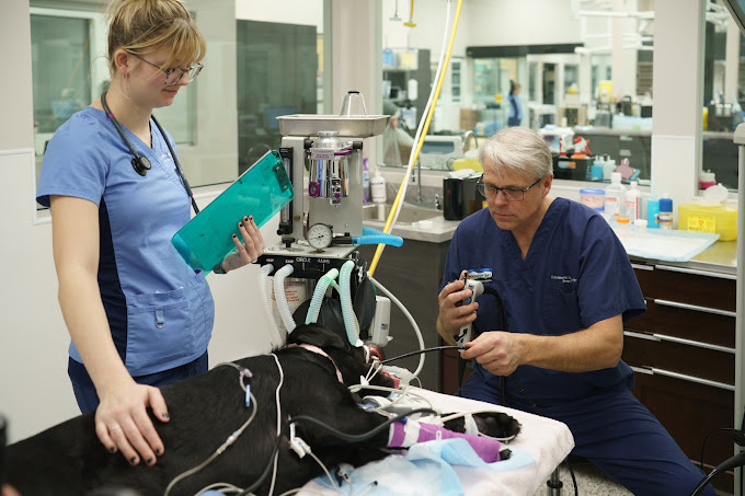 24/7 Emergency Pet Care 24-Hour Animal Hospital Surrey