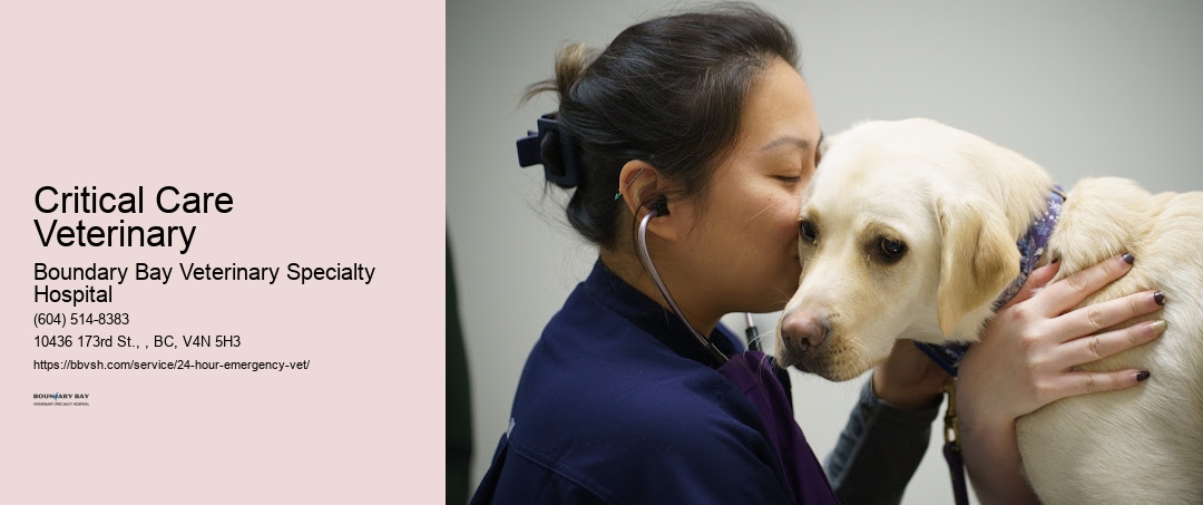 Critical Care Veterinary Surrey