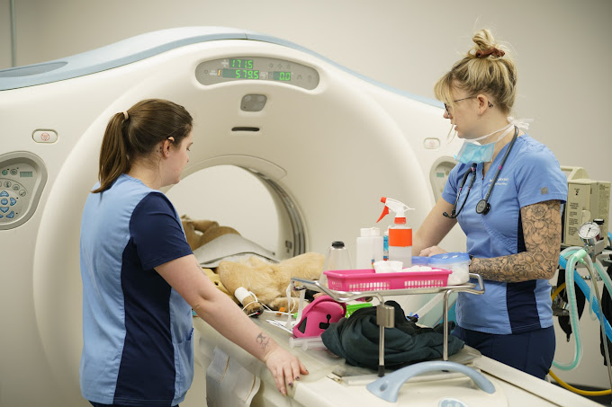 Dog Hospital 24-Hour Cat Breathing Problems Emergency Surrey