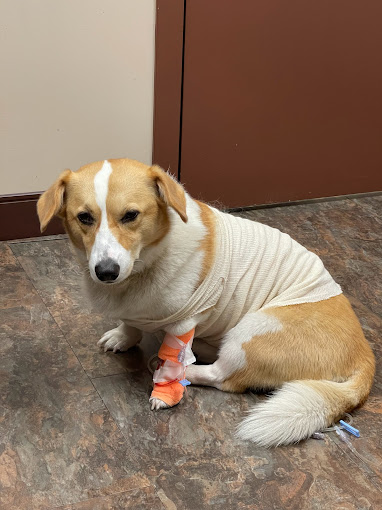 Pet Hospital Emergency Services Veterinary Emergency Services Surrey