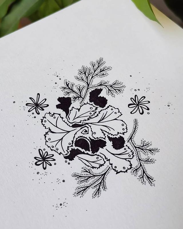 Illustration à l'encre d'une sellaginella