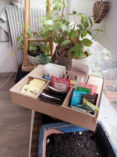 Une boîte en cartons avec plusieurs sections présentant des sachets de thé individuels. On peut voir plusieurs plantes grasses autour.