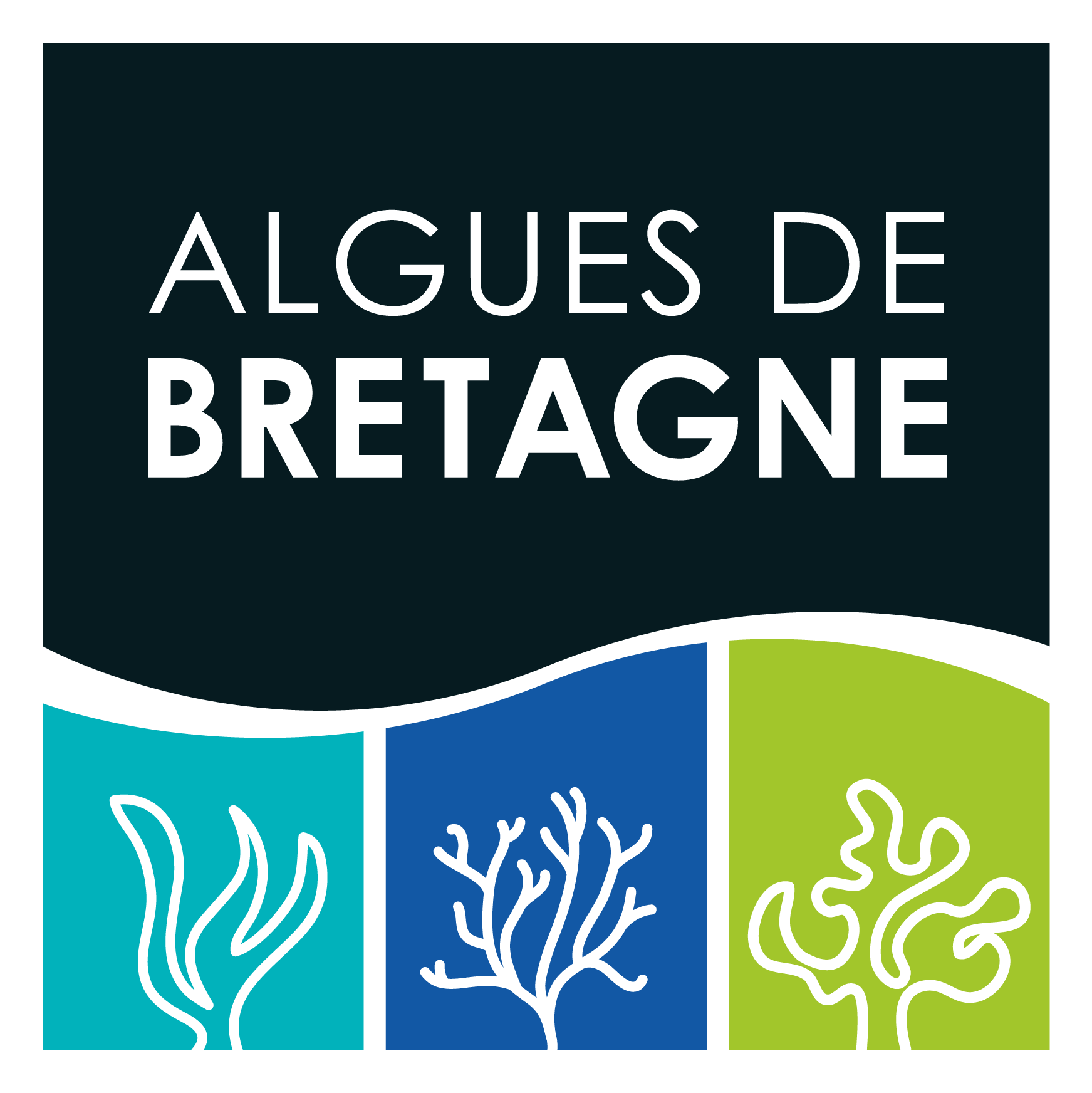 Algues de Bretagne