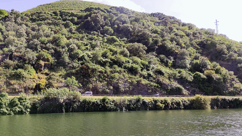 Douro Valle wineyards animation