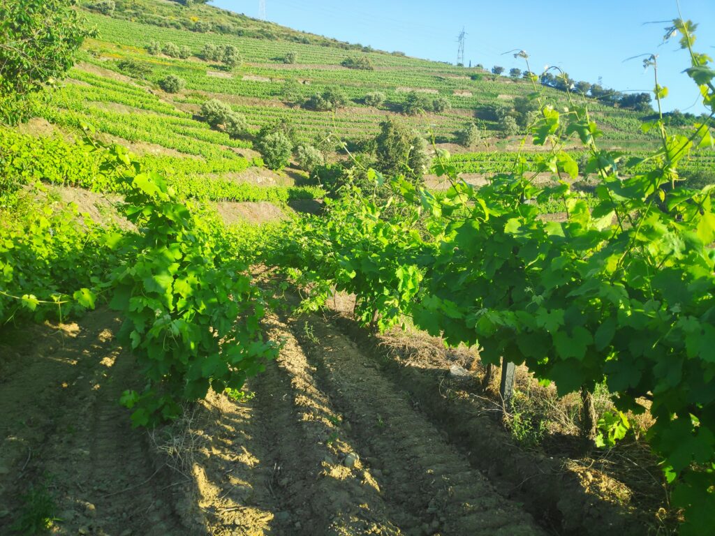 Vineyard hiking: esthetic realm of wine tourism experiences