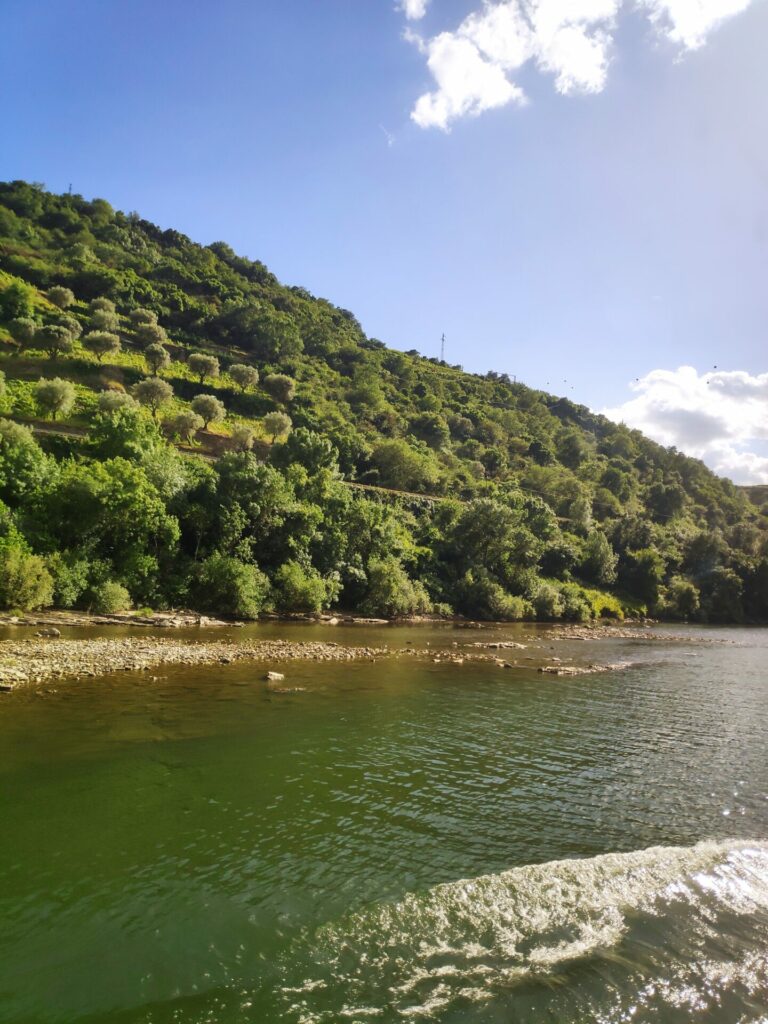 Vineyards in Douro