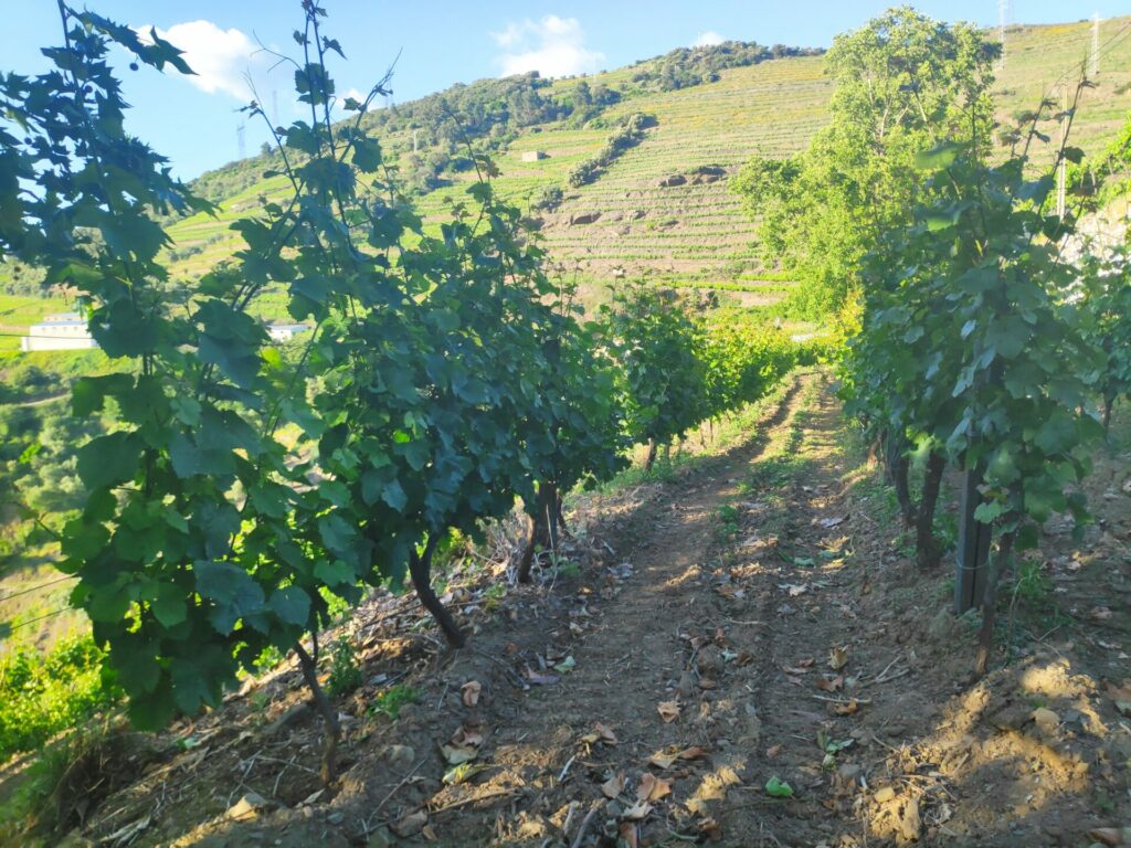 vineyard hiking