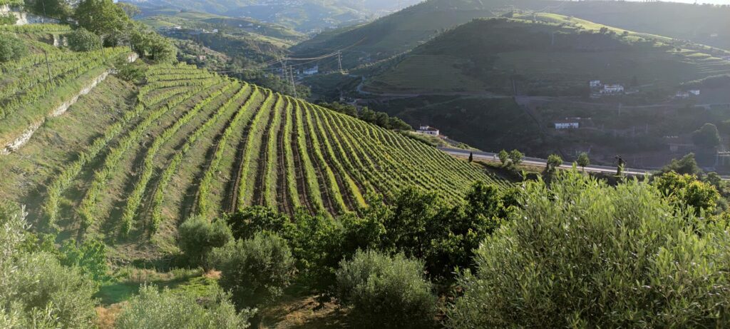 Quinta da Valdalágea vineyards