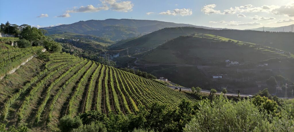 vineyards-view-in-douro