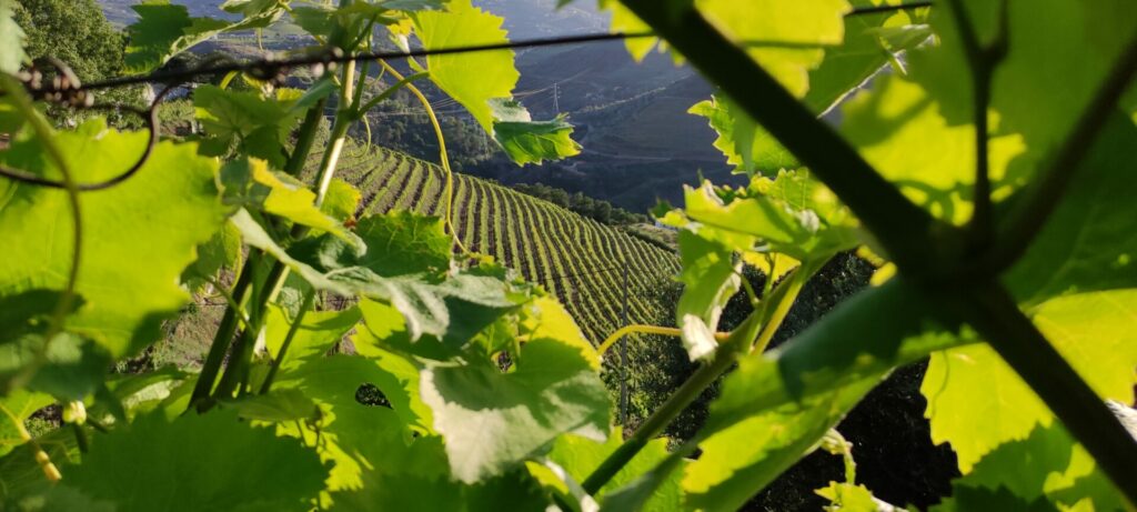vineyards-view-in-douro 2
