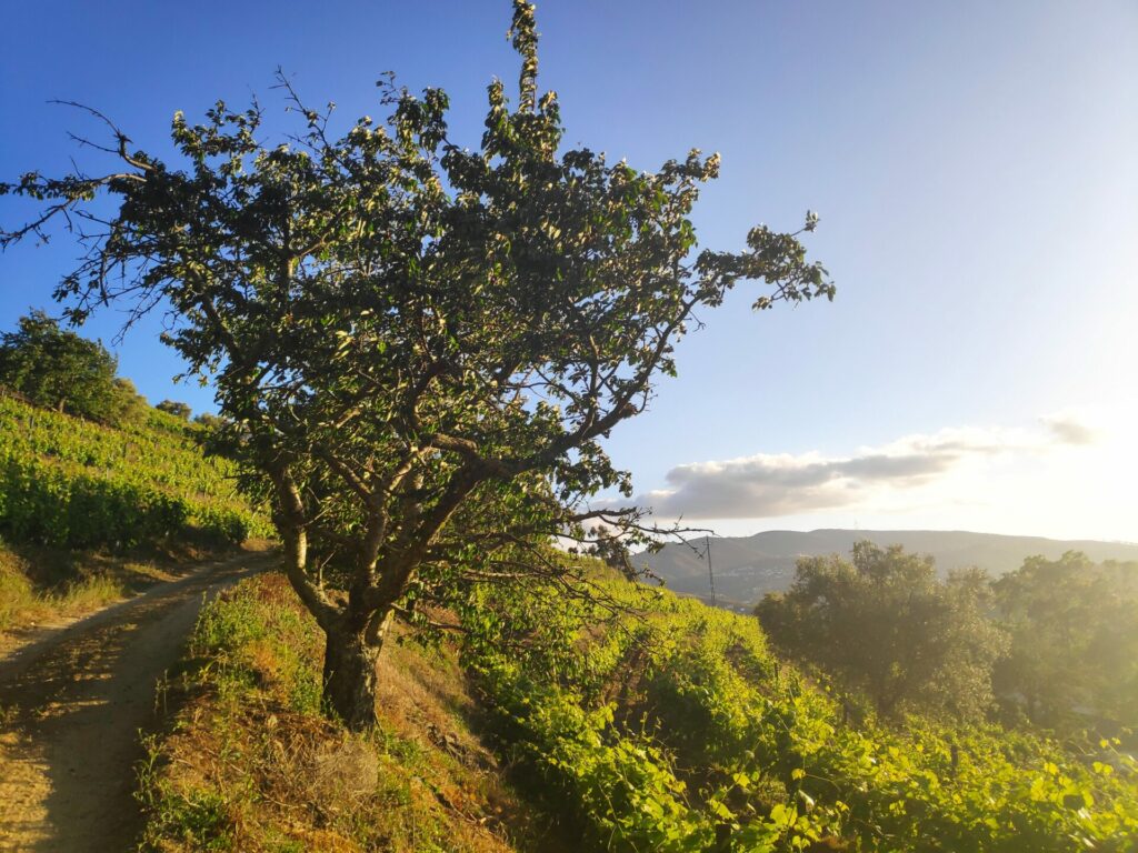 Douro sunset in vineyards