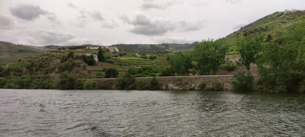 Douro river vines from Pinhão
