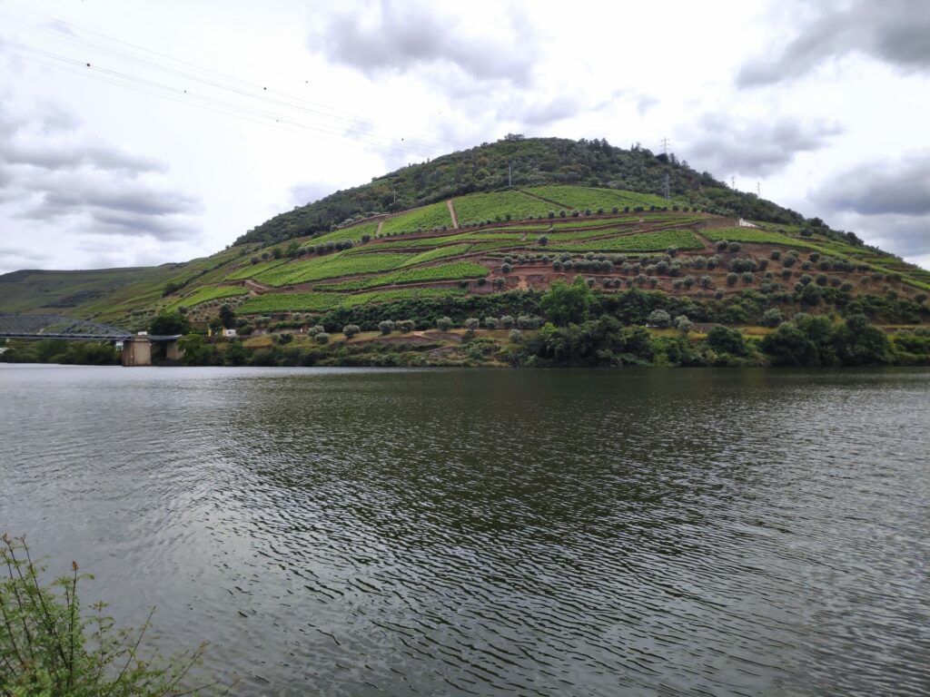 Douro Valley amazing vines