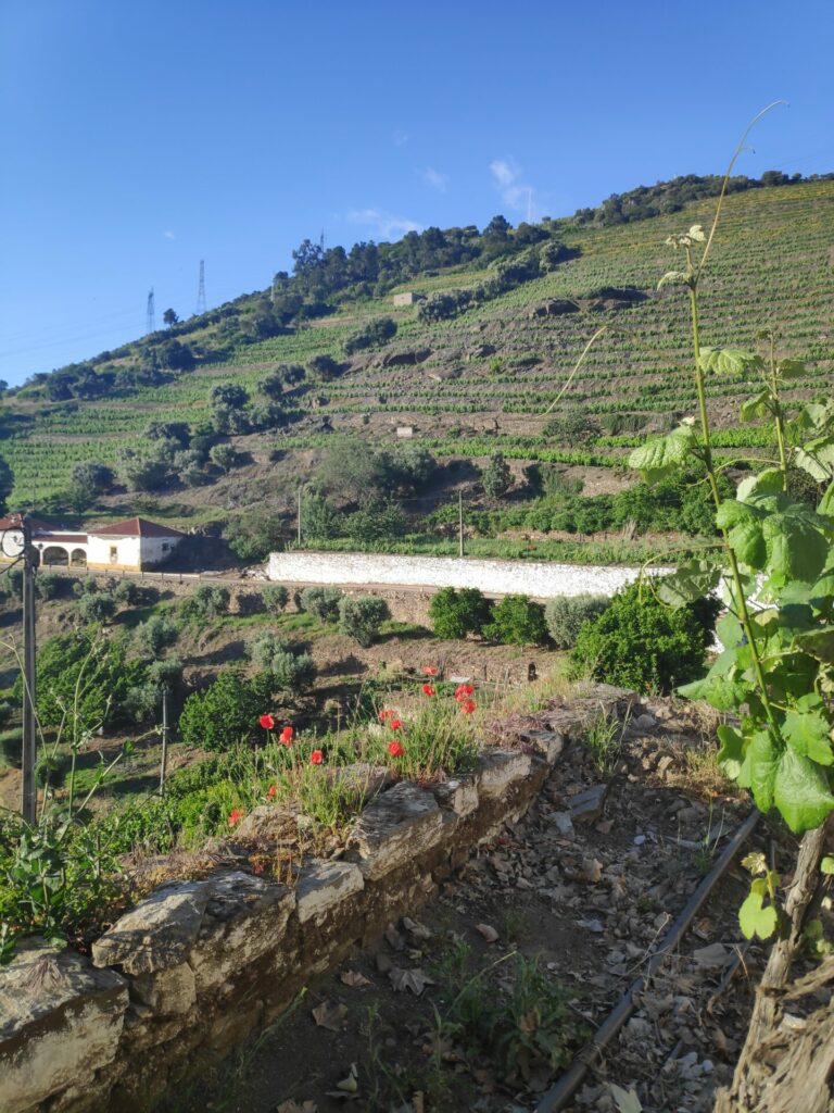 Wine tourism in Douro