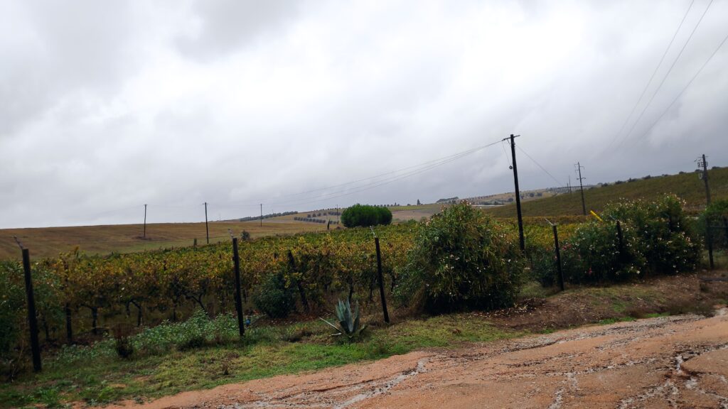 Alentejo vineyard view