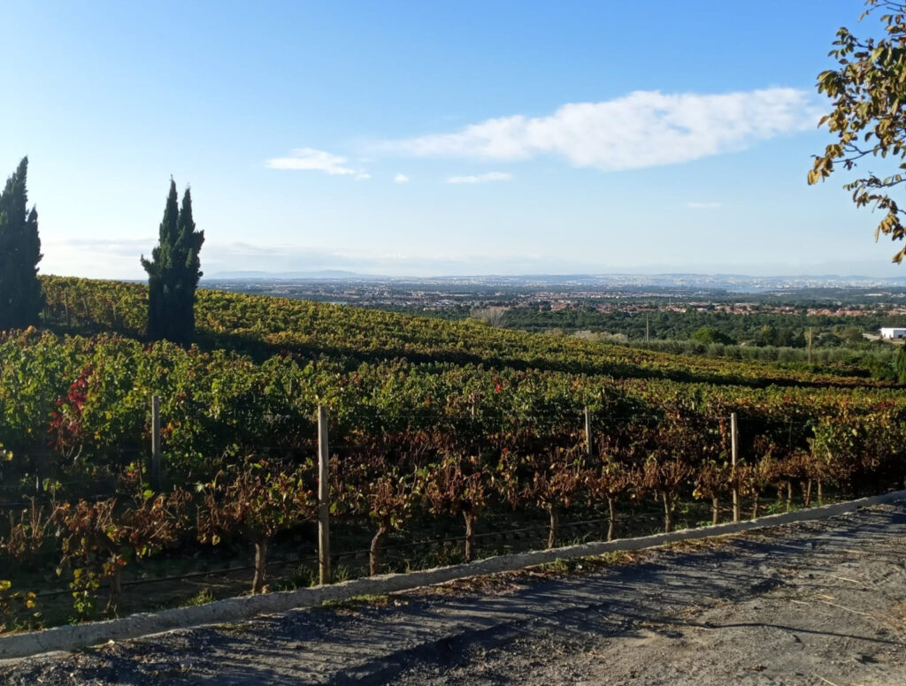 Top Portugal wine regions: Setúbal
