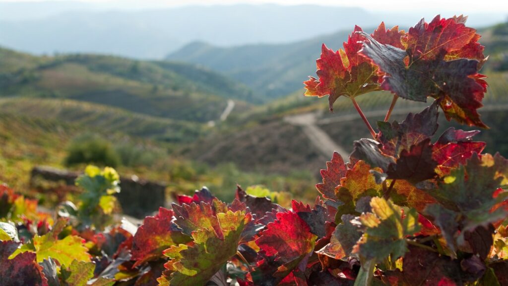 Top Wine regions Portugal: Lisbon