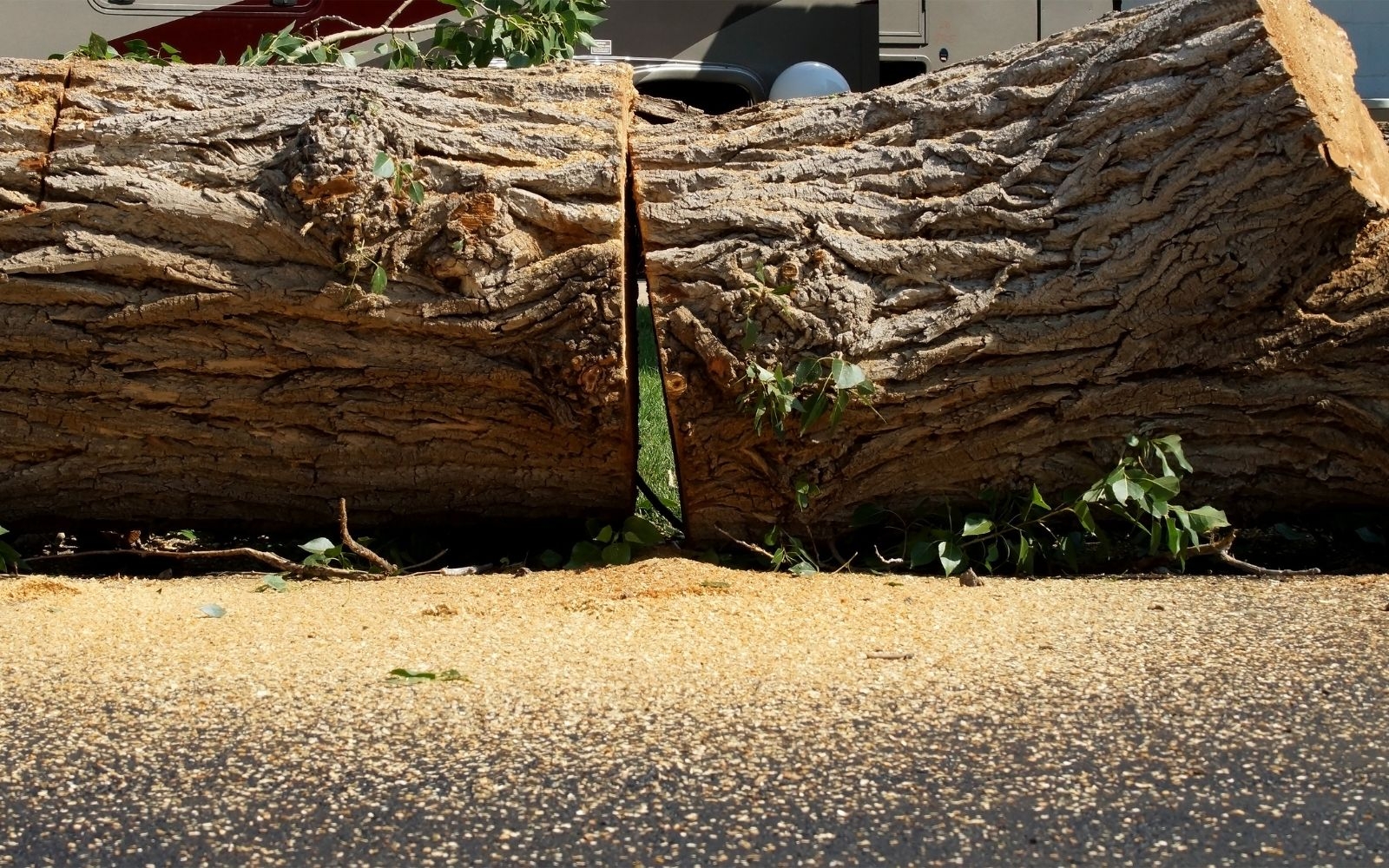 Professional Tree Lopping and Precision Cutting