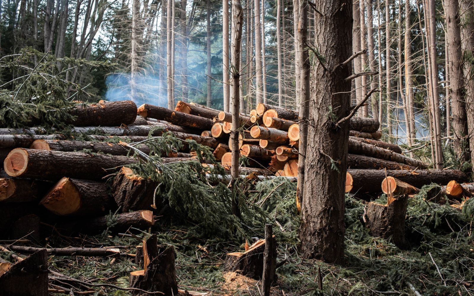 Residential Palm Tree Cleanup Services