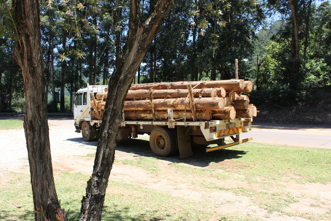 Durham tree removal  
