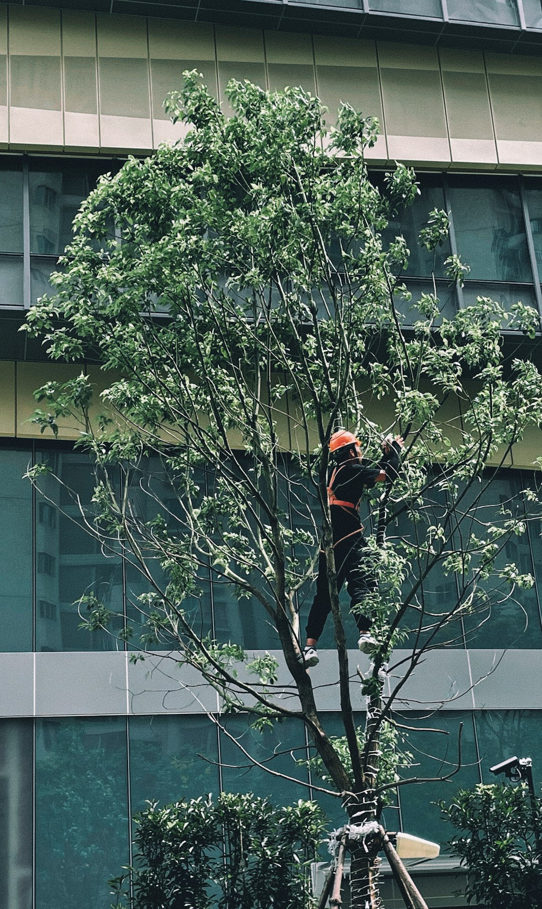 Tree pruning Durham  