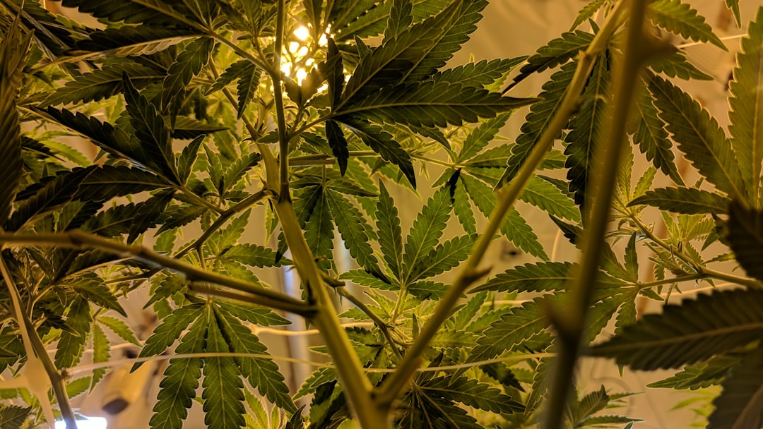 Autofloraison : Transition Naturelle vers la Floraison