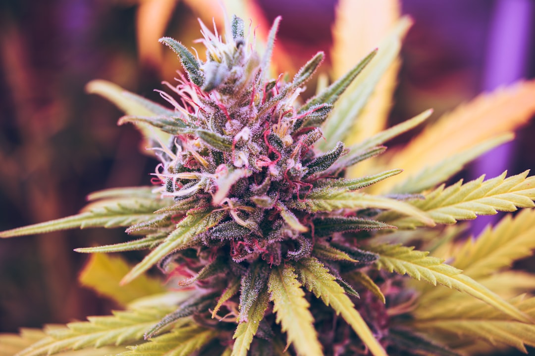 Effets Énergisants des Graines Sativa