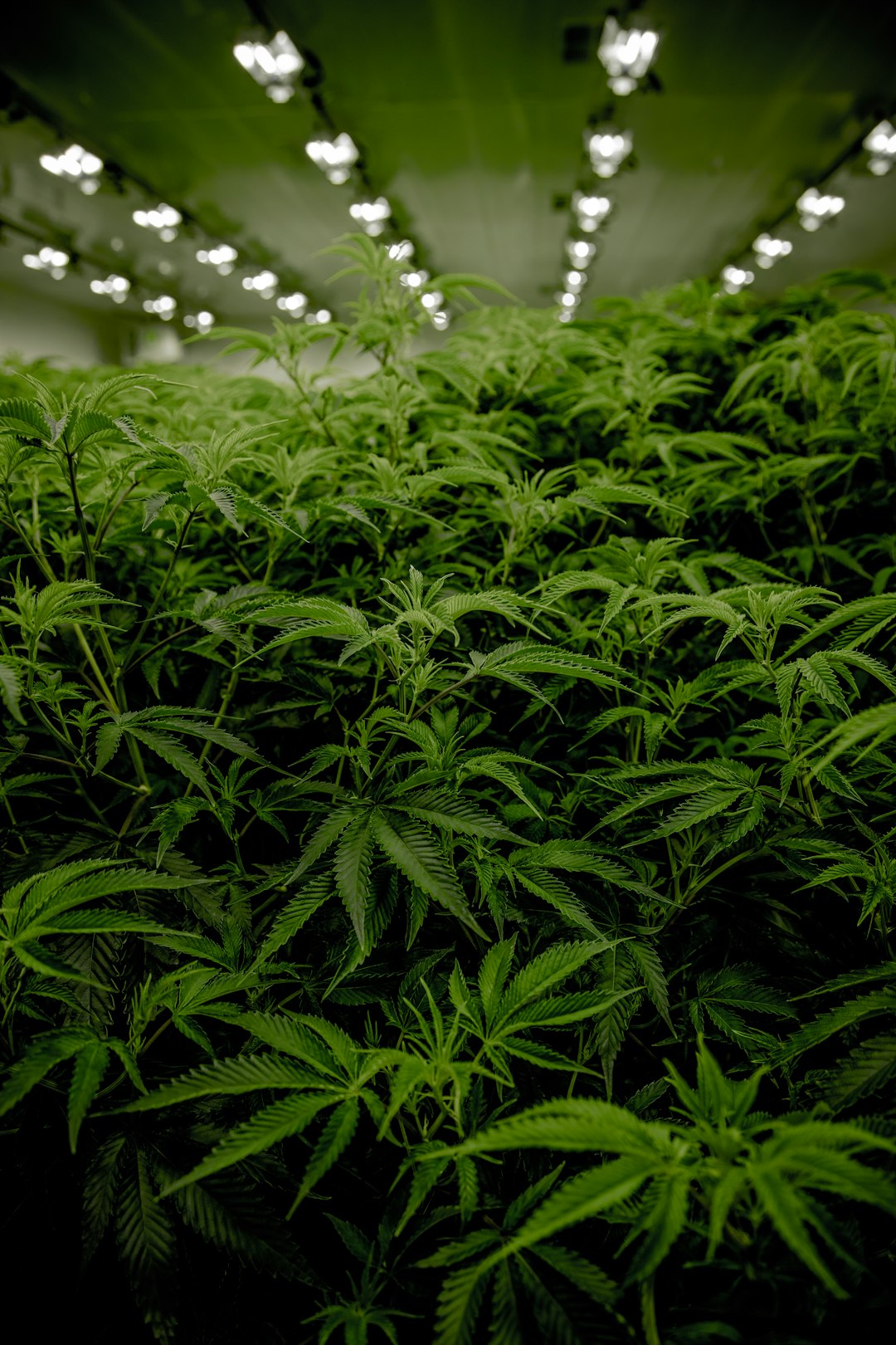 Graines Cannabis pour Climat Tempéré