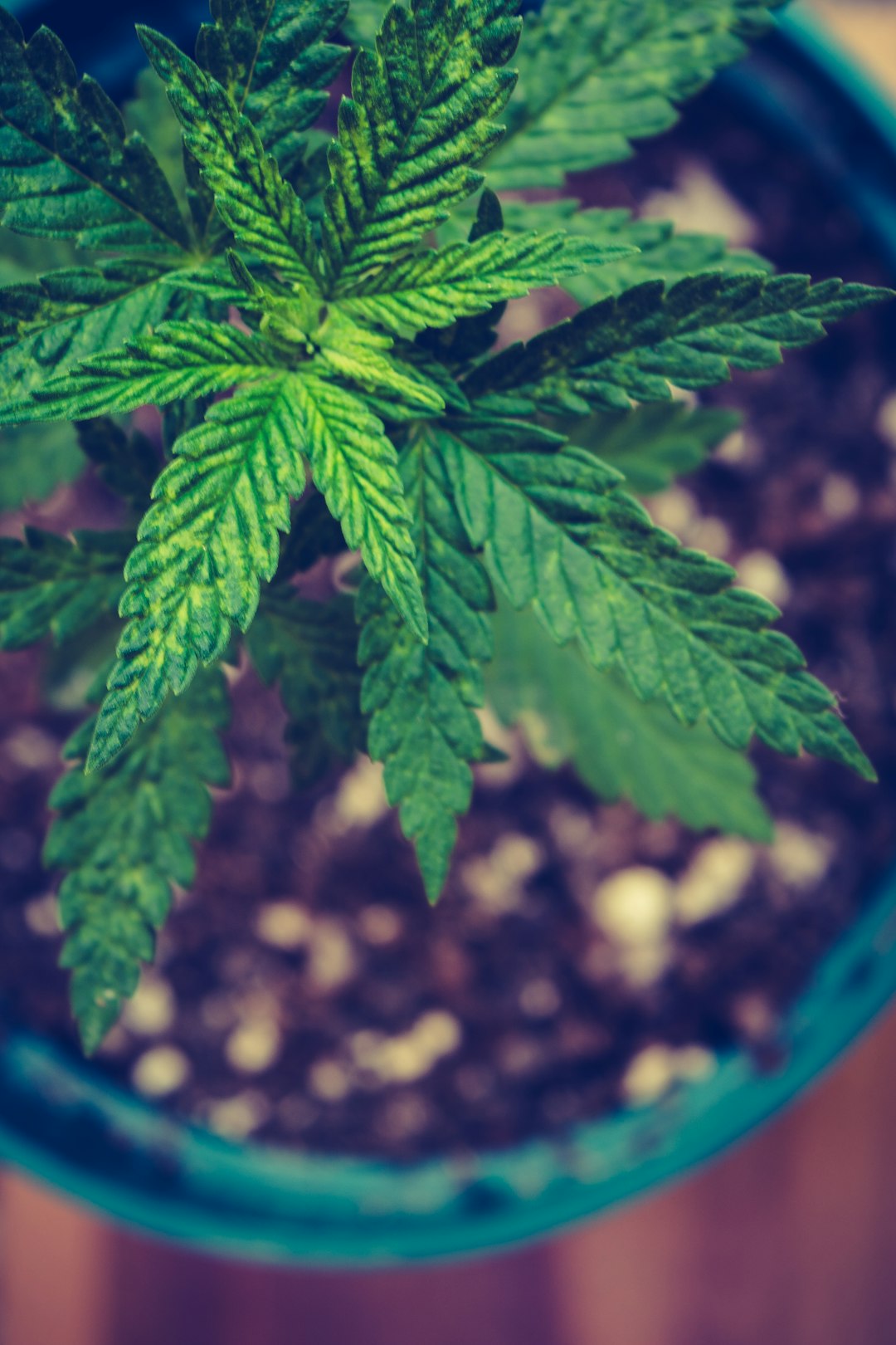Options pour Cultures Intérieures de Cannabis