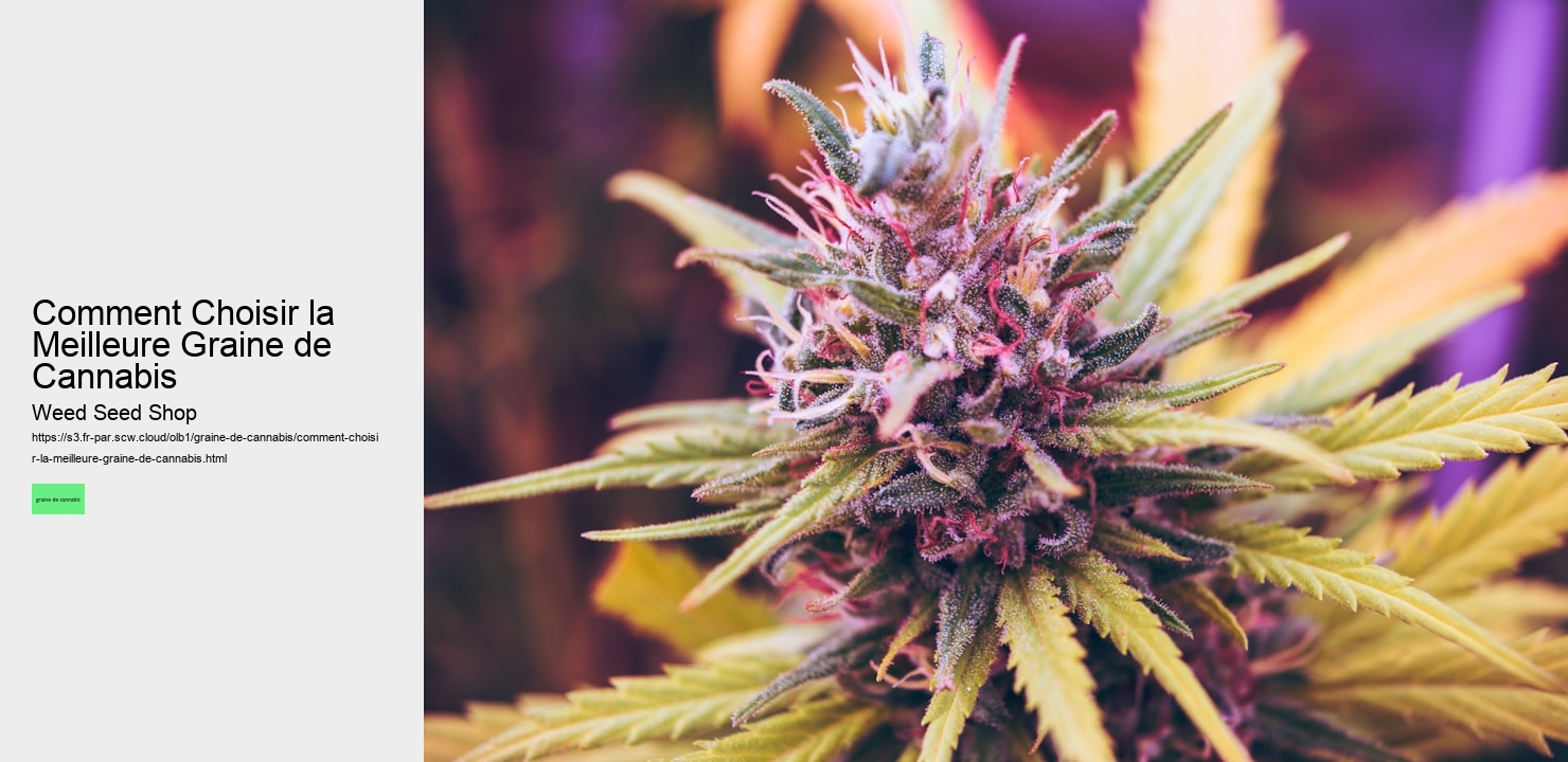 Comment Choisir la Meilleure Graine de Cannabis