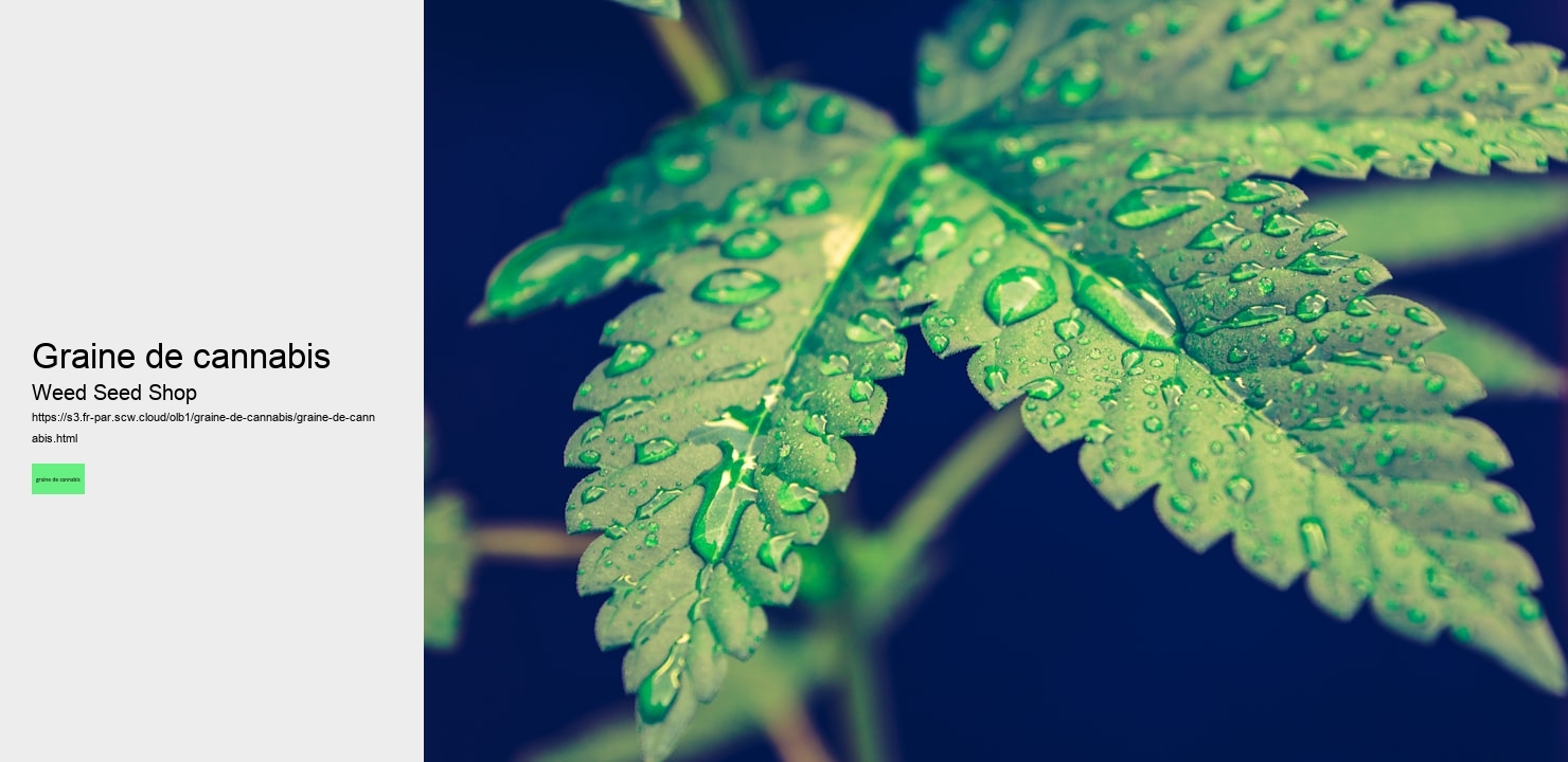 graine de cannabis
