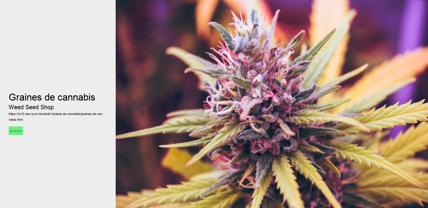 graines de cannabis