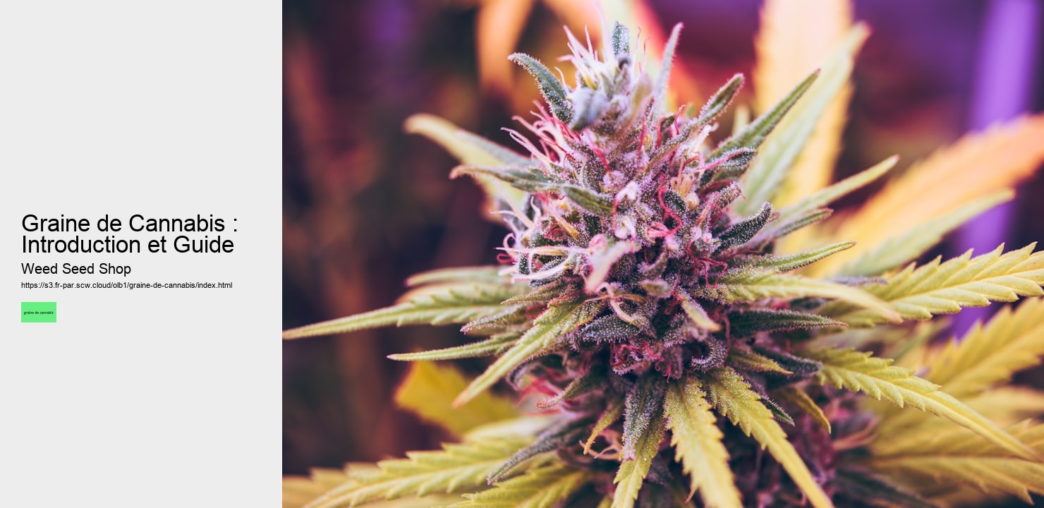 Graine de Cannabis : Introduction et Guide
