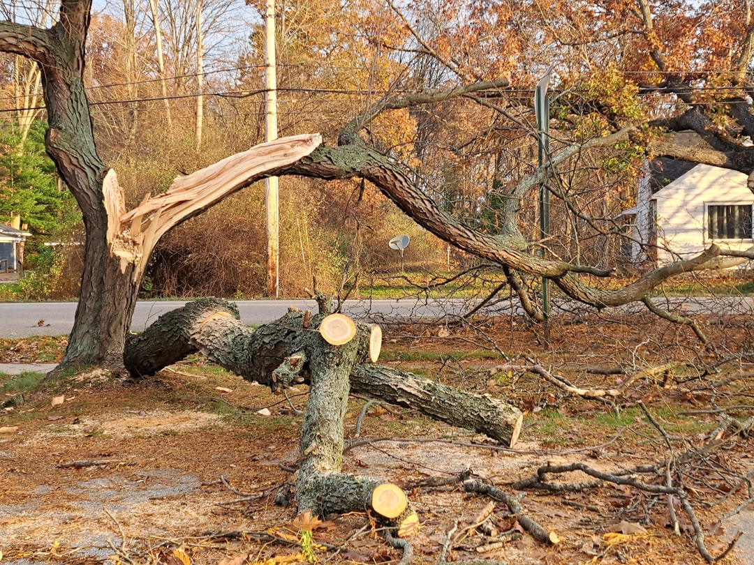 invasive tree removal  