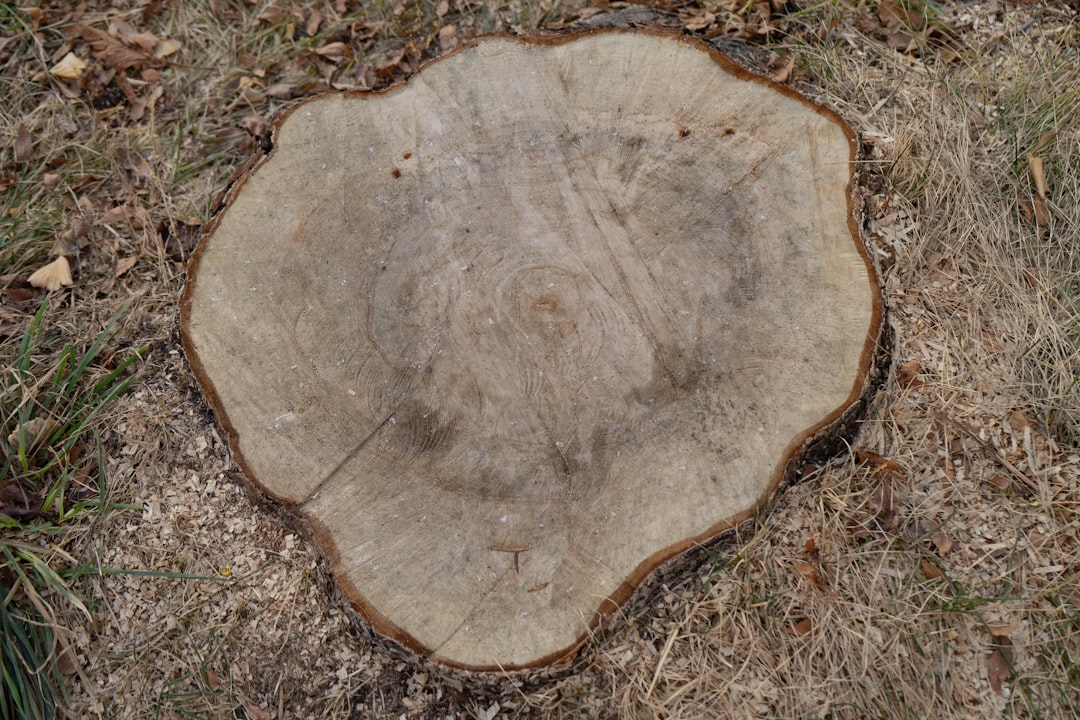 urgent tree removal  