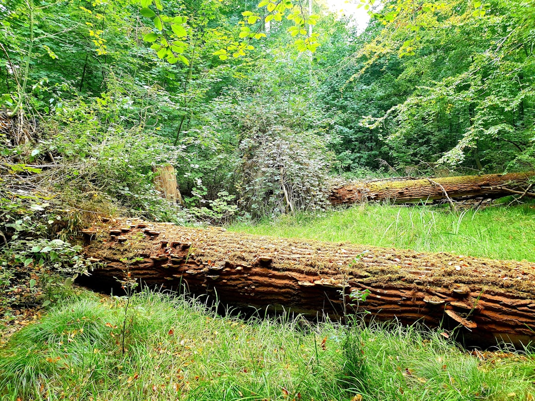 tree removal Root River Corridor  