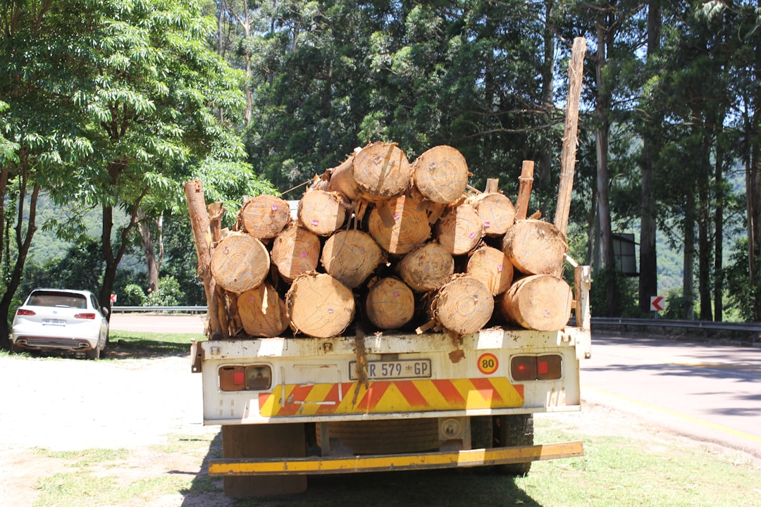 tree removal for safety  